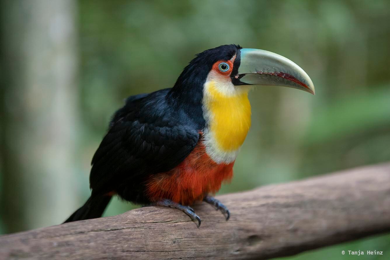 bird-park-parque-das-aves