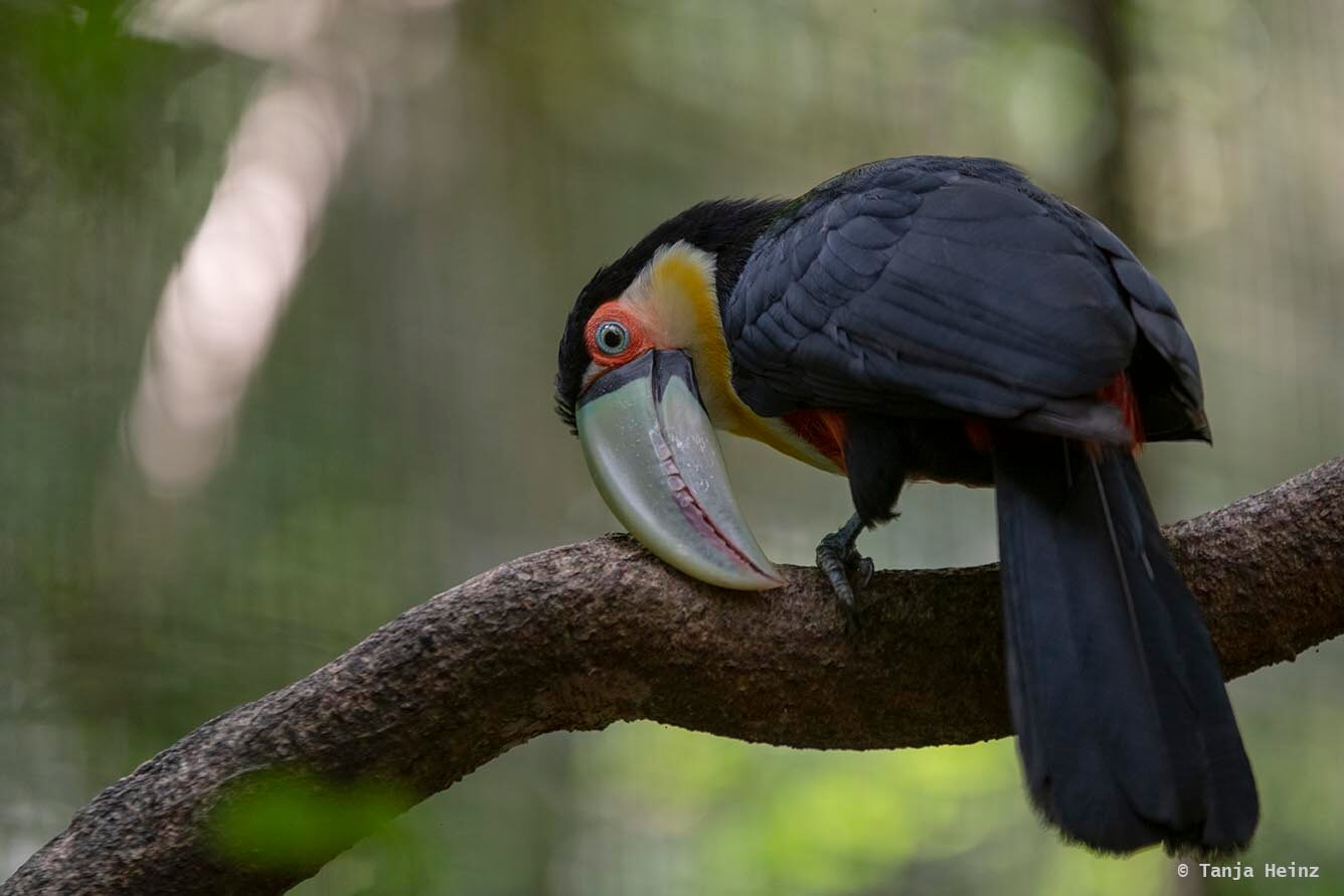bird-park-parque-das-aves