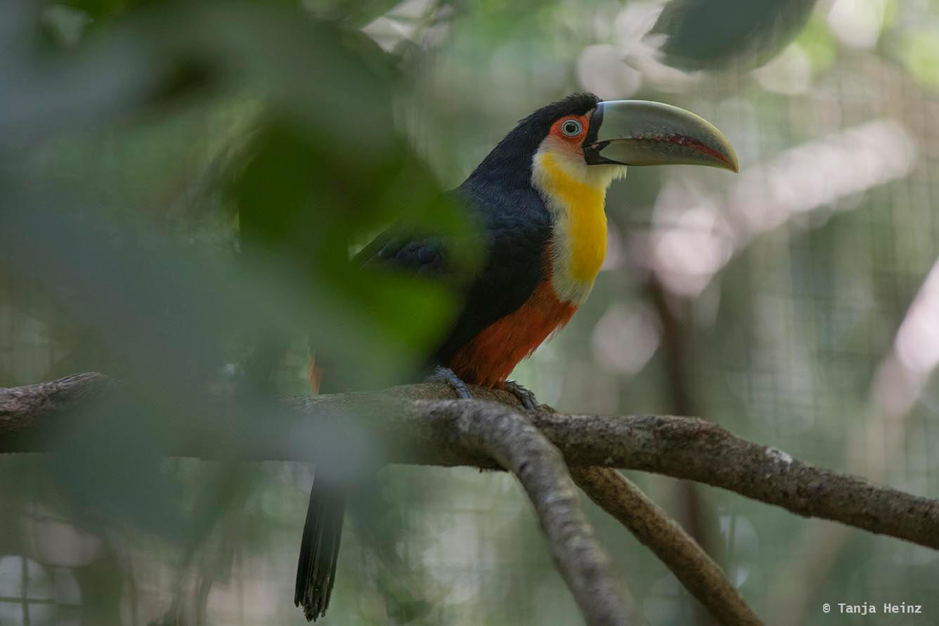 bird-park-parque-das-aves