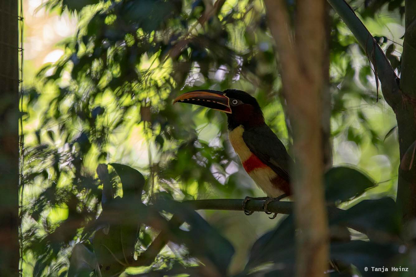 bird-park-parque-das-aves
