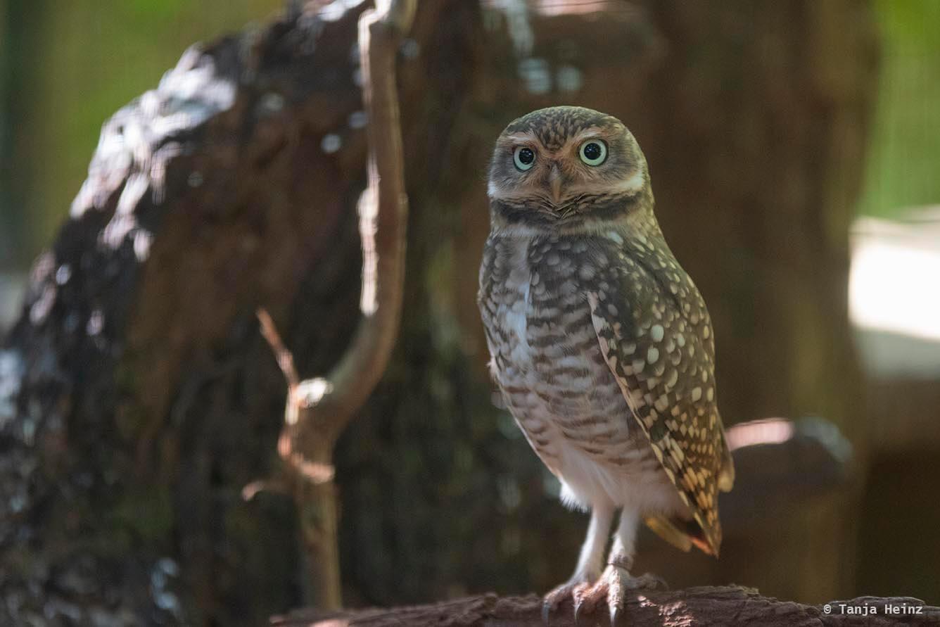 bird-park-parque-das-aves
