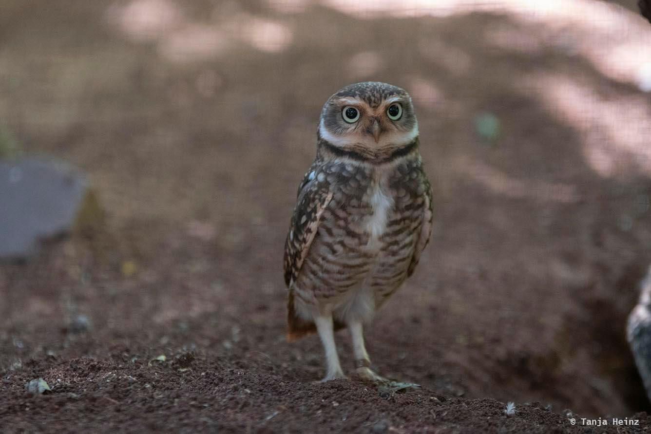 bird-park-parque-das-aves