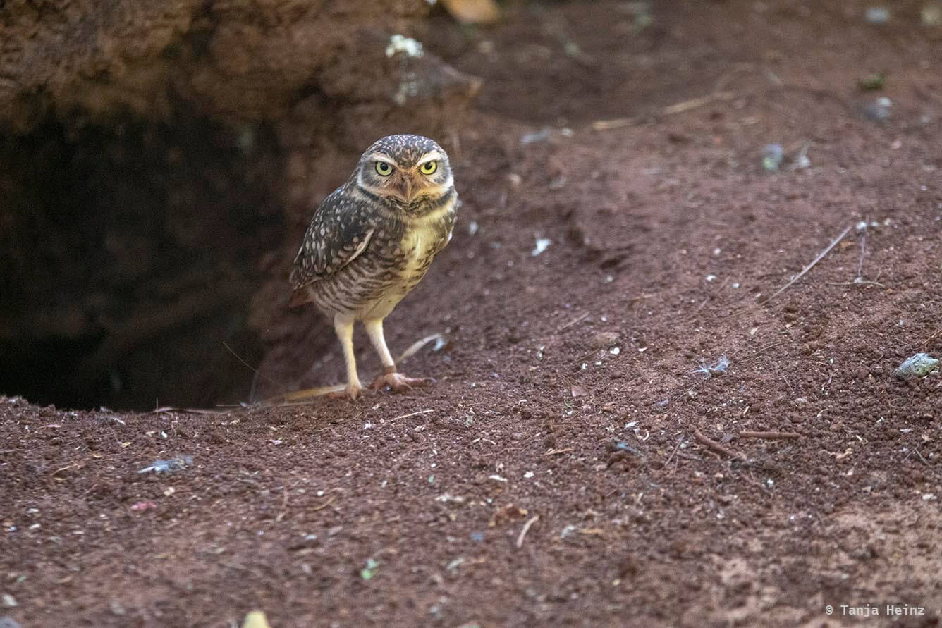 bird-park-parque-das-aves