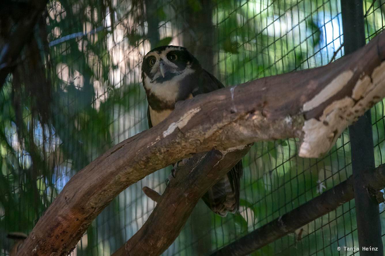 bird-park-parque-das-aves