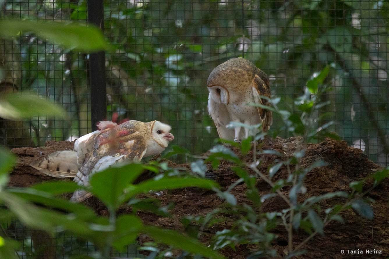 bird-park-parque-das-aves