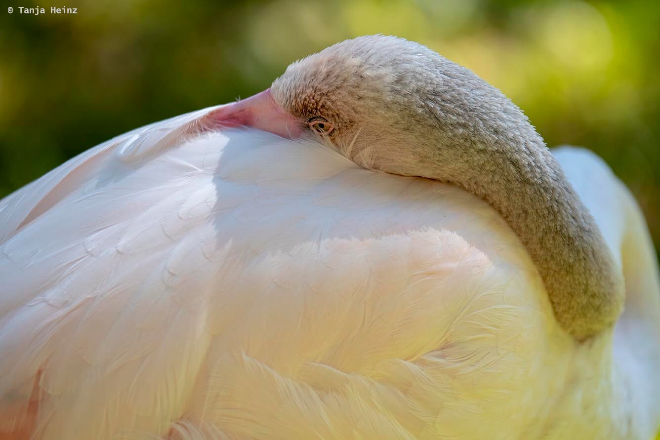 bird-park-parque-das-aves