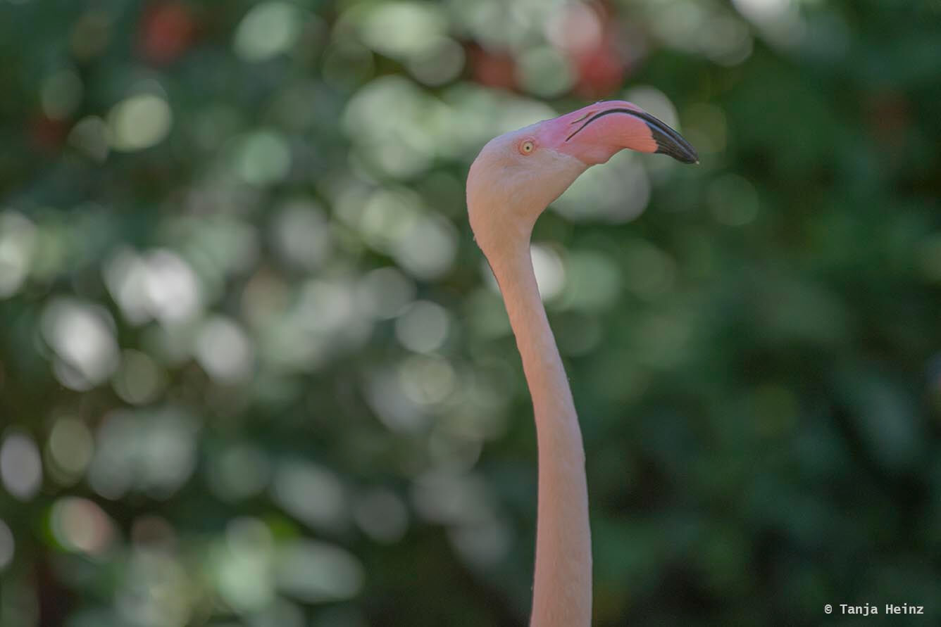 bird-park-parque-das-aves