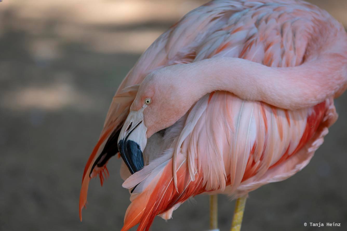 bird-park-parque-das-aves