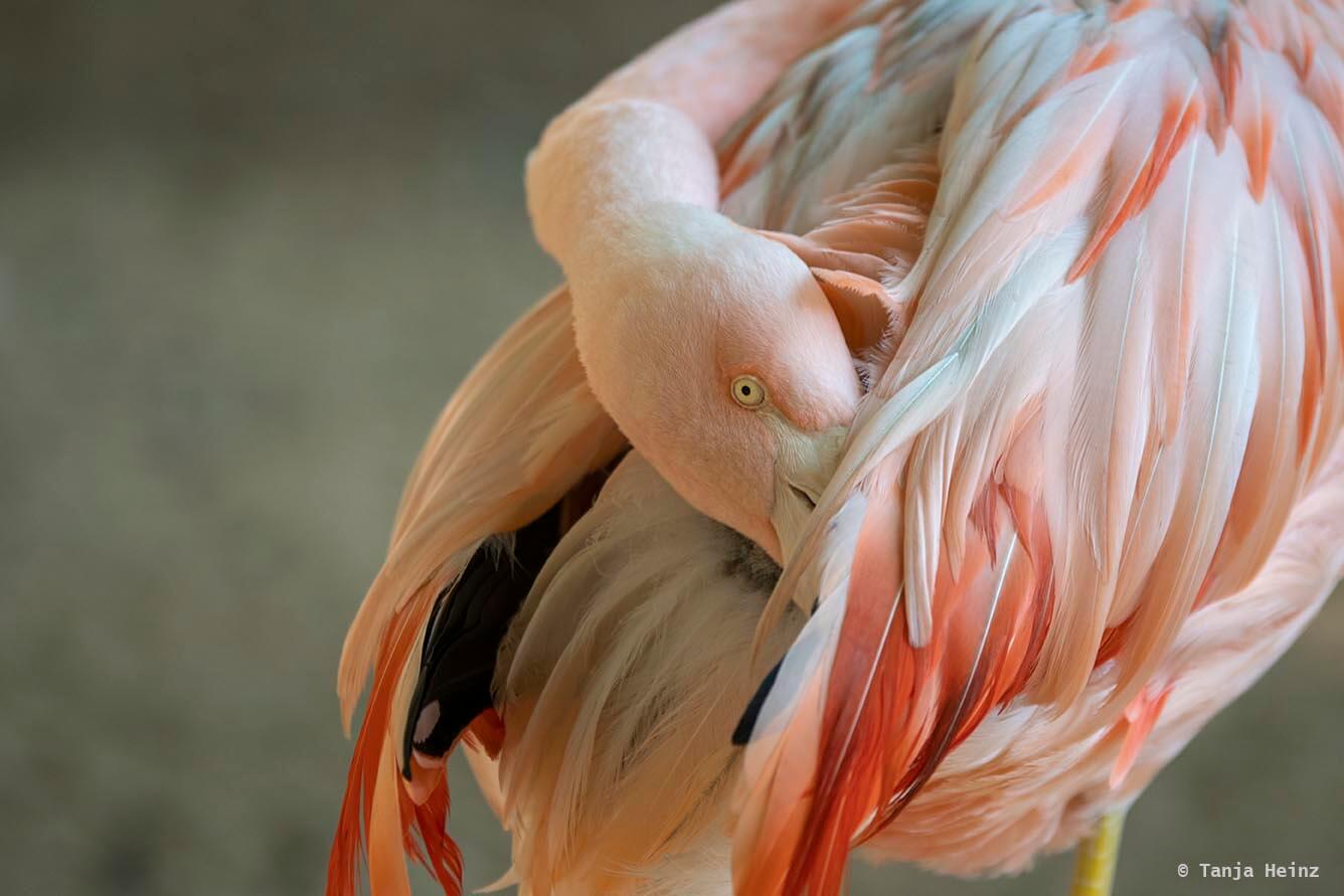 bird-park-parque-das-aves