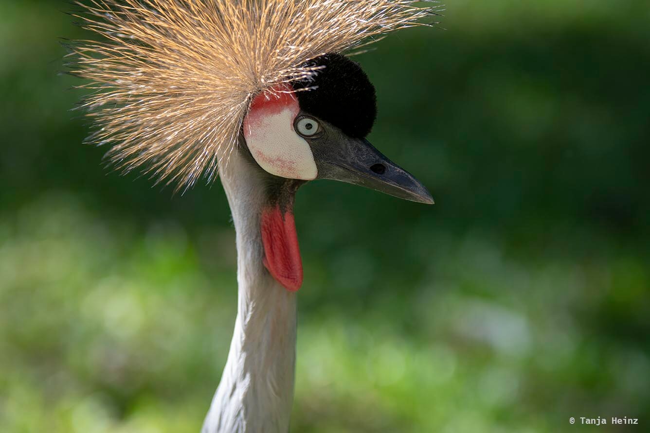bird-park-parque-das-aves