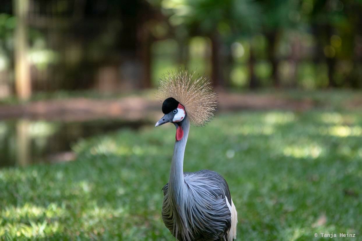 bird-park-parque-das-aves