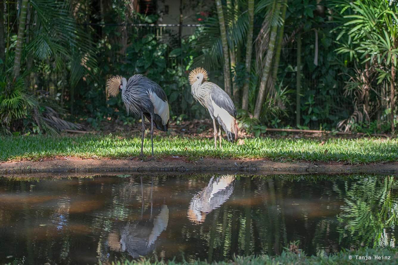 bird-park-parque-das-aves