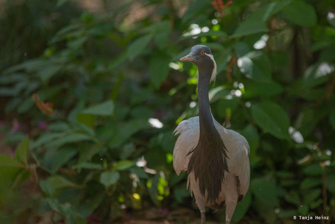 bird-park-parque-das-aves