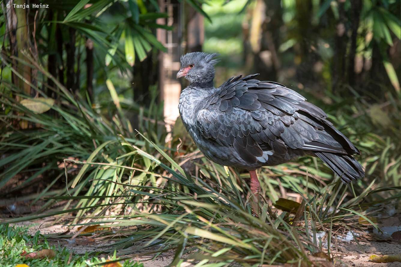 bird-park-parque-das-aves