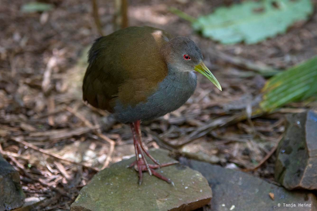 bird-park-parque-das-aves
