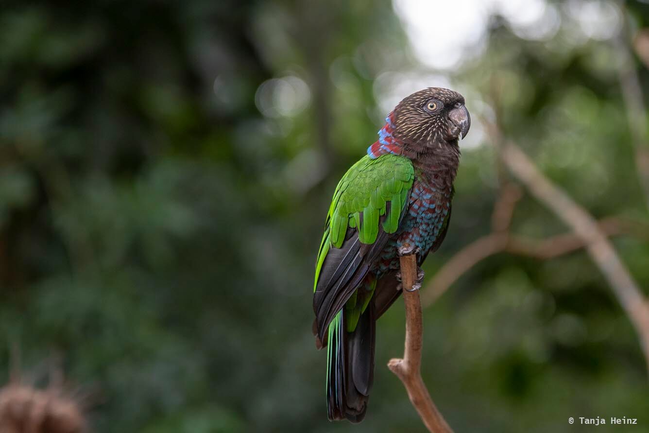 bird-park-parque-das-aves