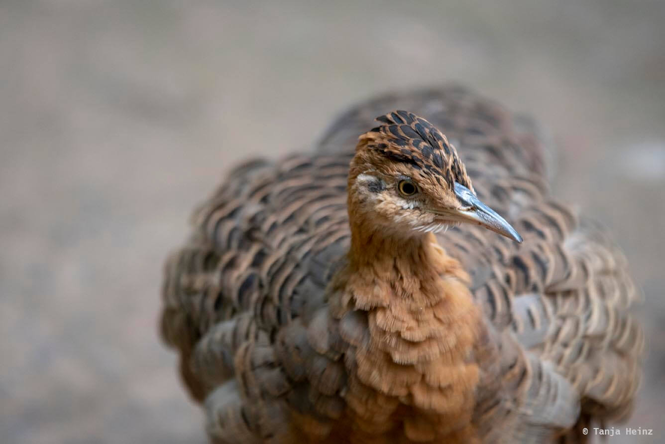 bird-park-parque-das-aves