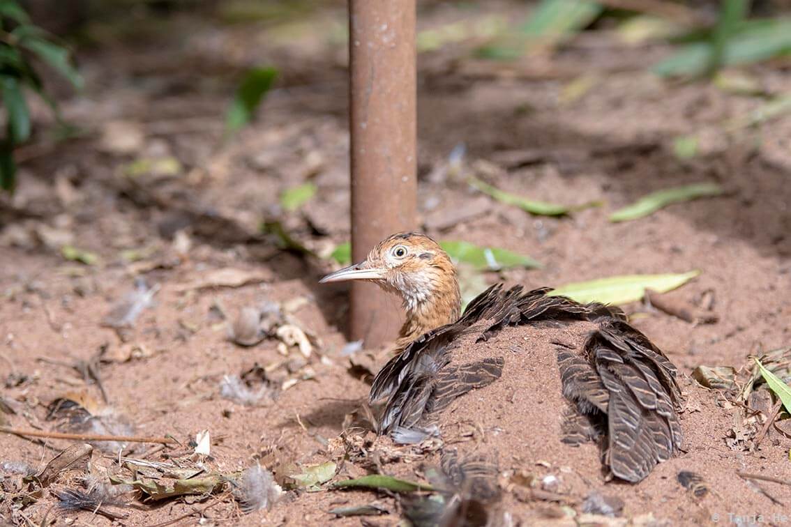 bird-park-parque-das-aves