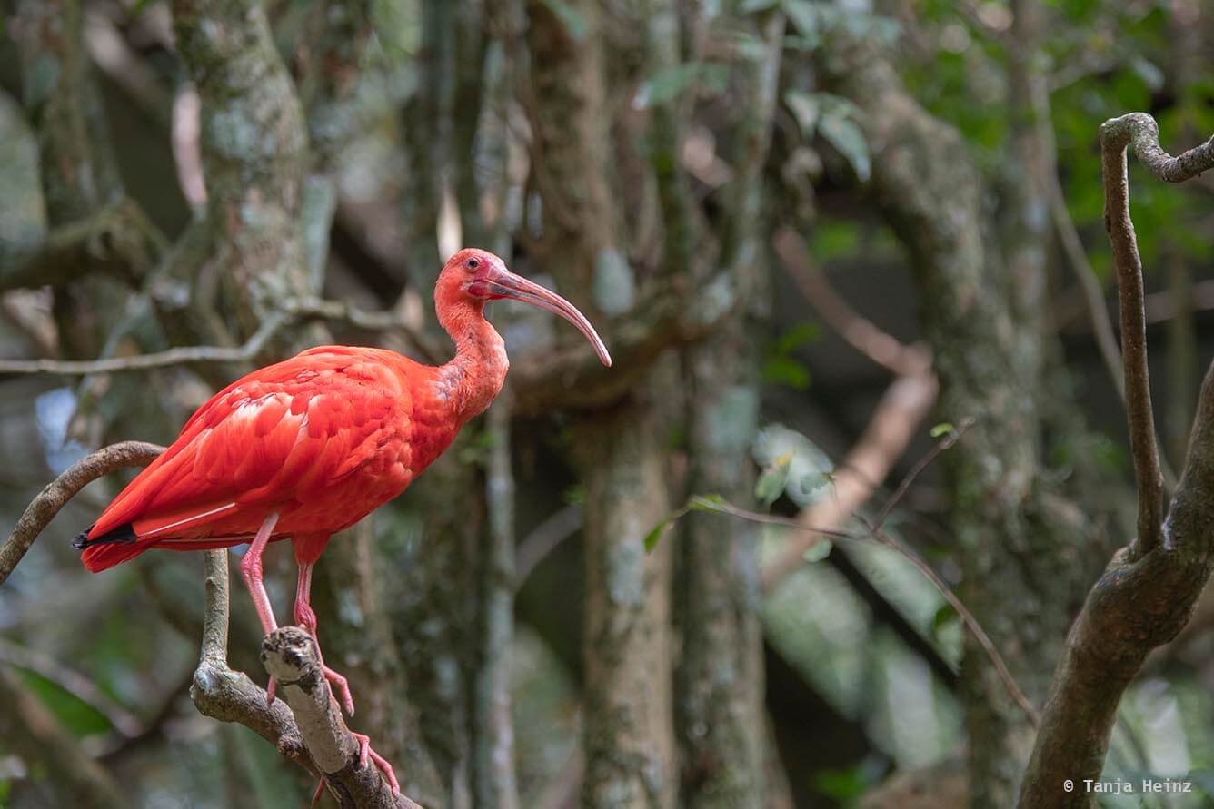 bird-park-parque-das-aves