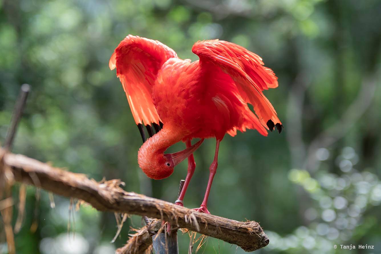 bird-park-parque-das-aves
