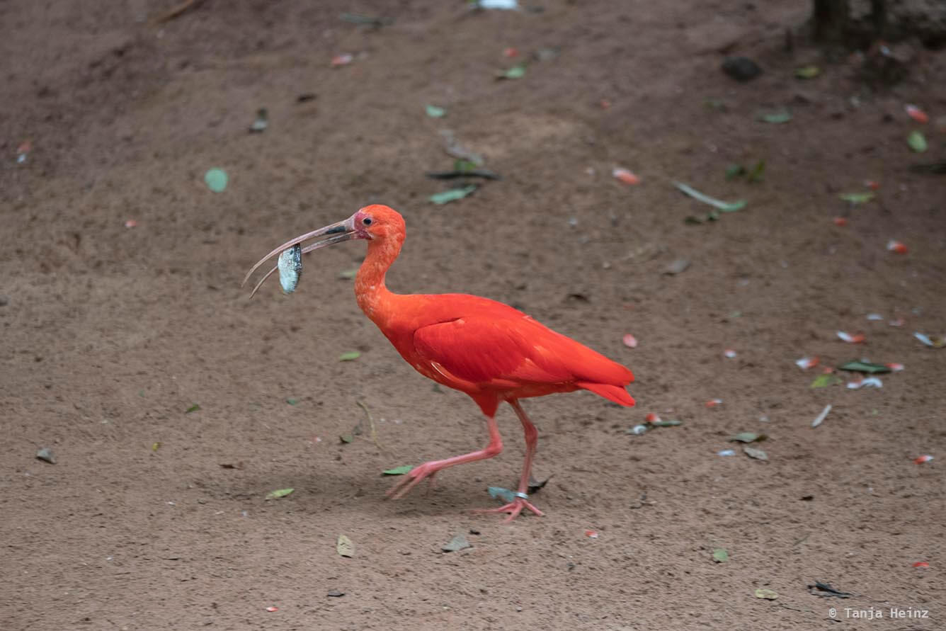 bird-park-parque-das-aves