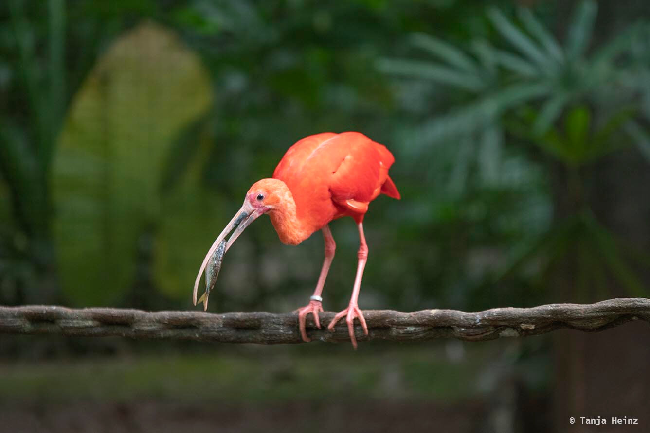 bird-park-parque-das-aves