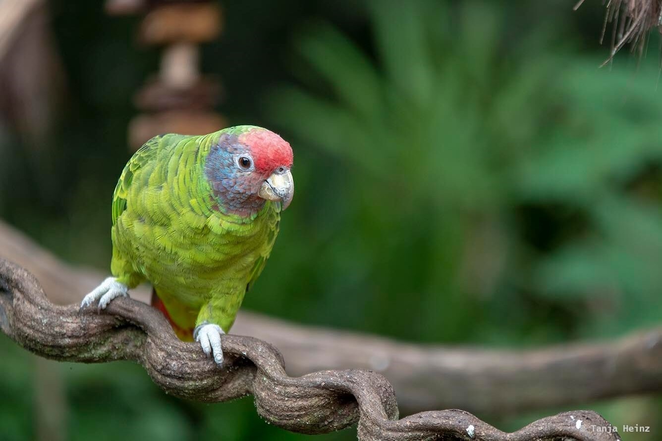 bird-park-parque-das-aves