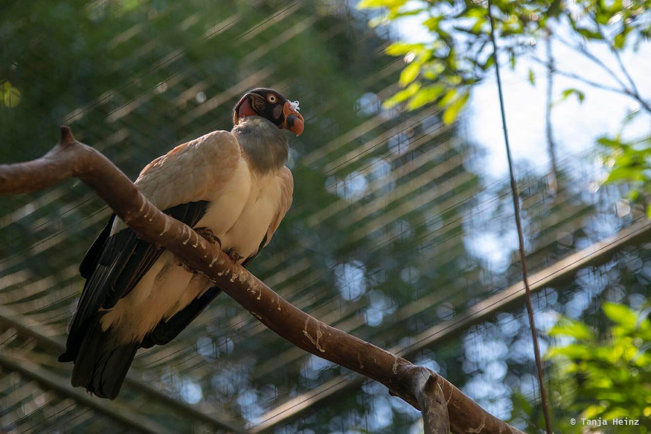 bird-park-parque-das-aves