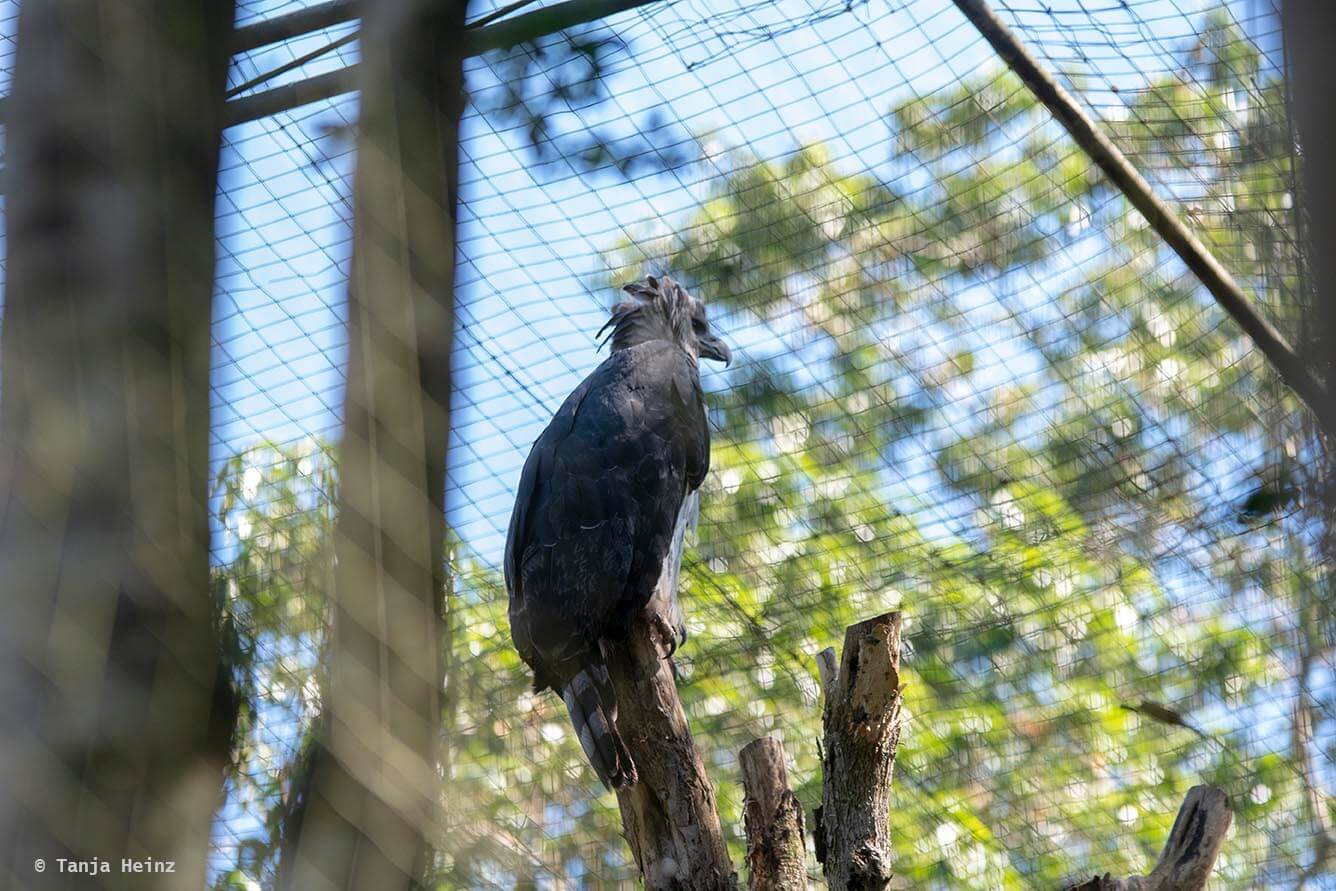 bird-park-parque-das-aves
