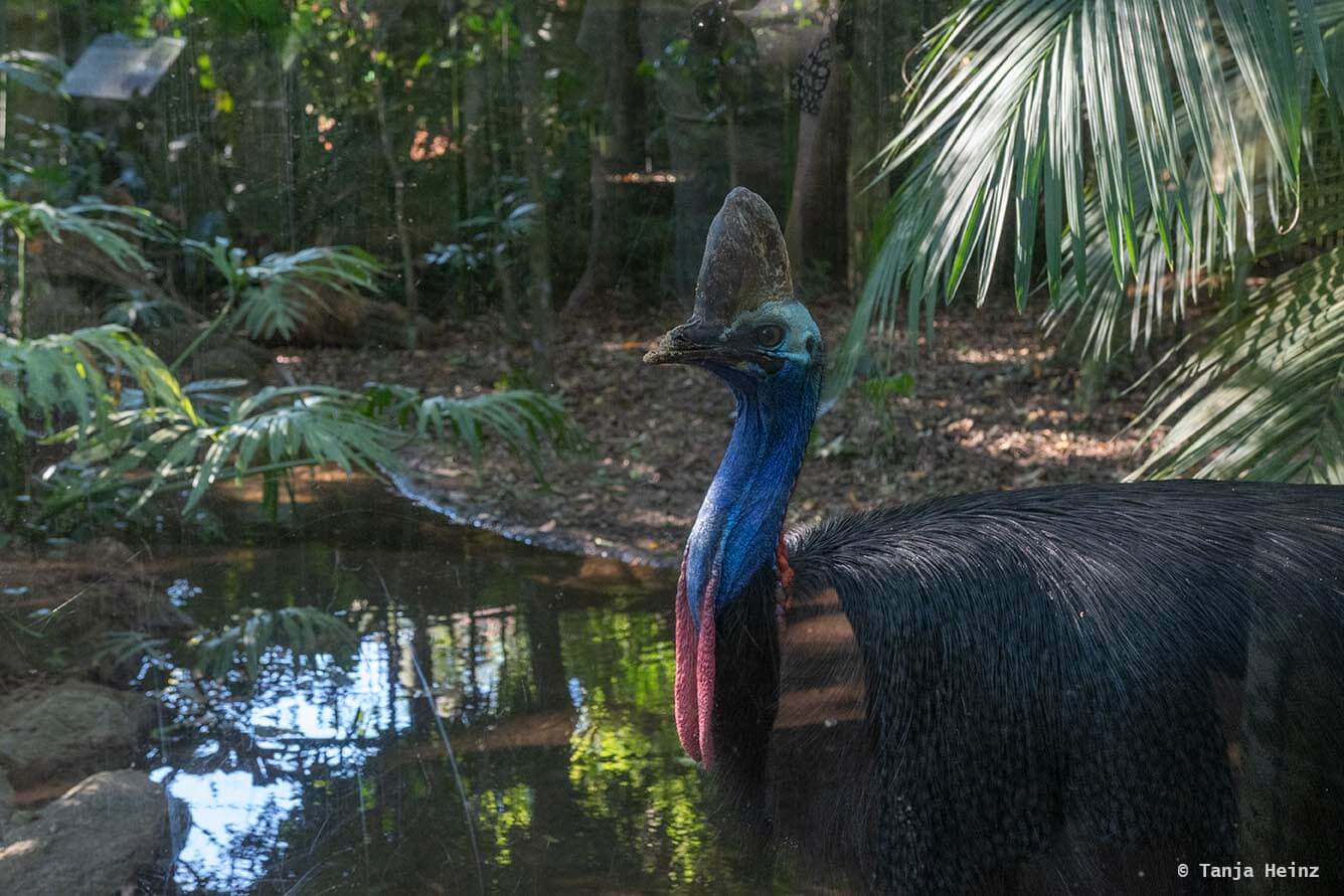 bird-park-parque-das-aves