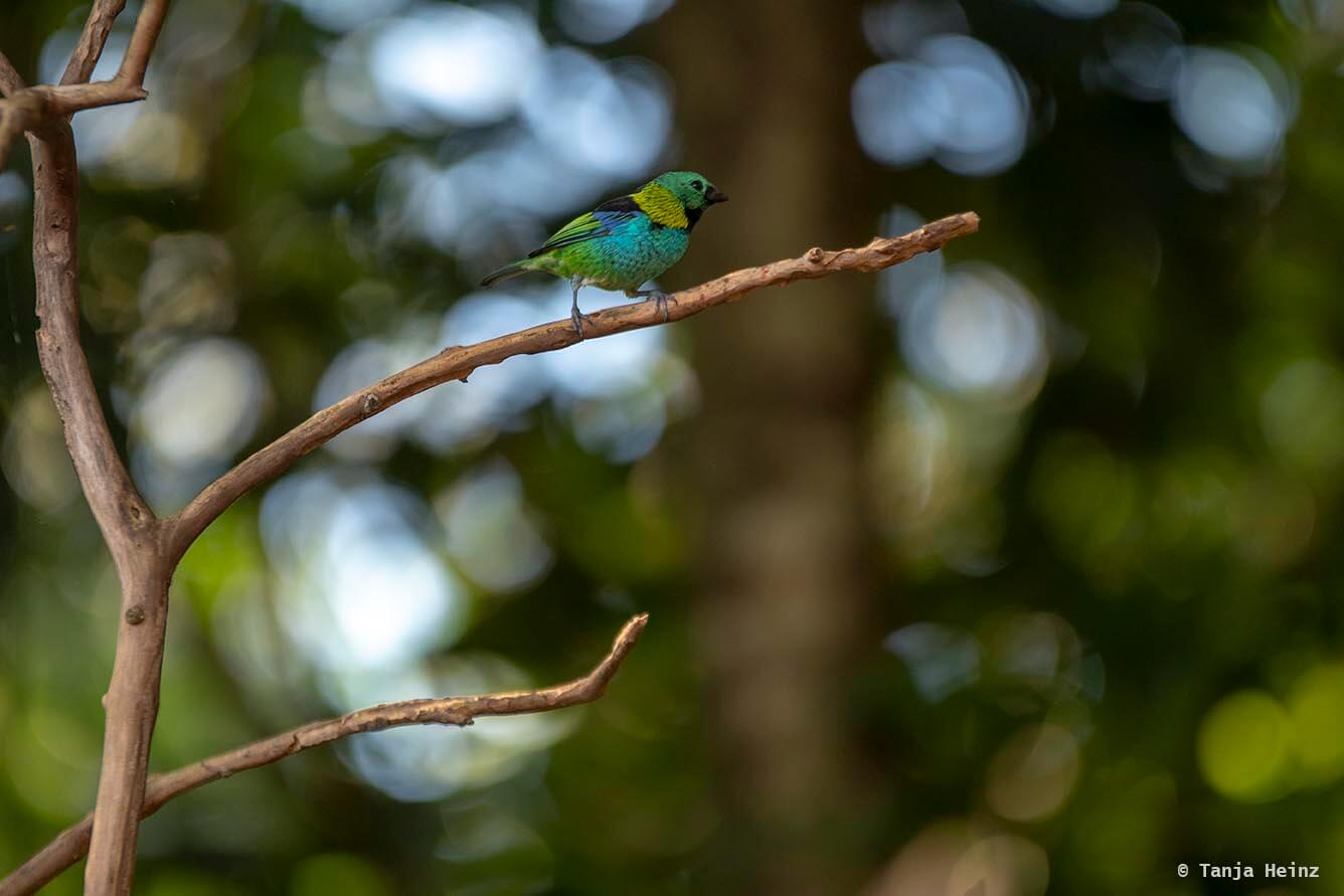 bird-park-parque-das-aves