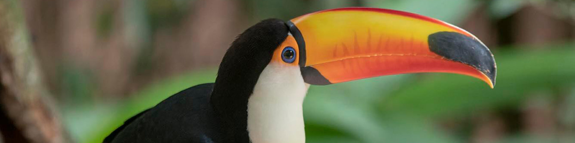 Vogelpark-parque-das-aves