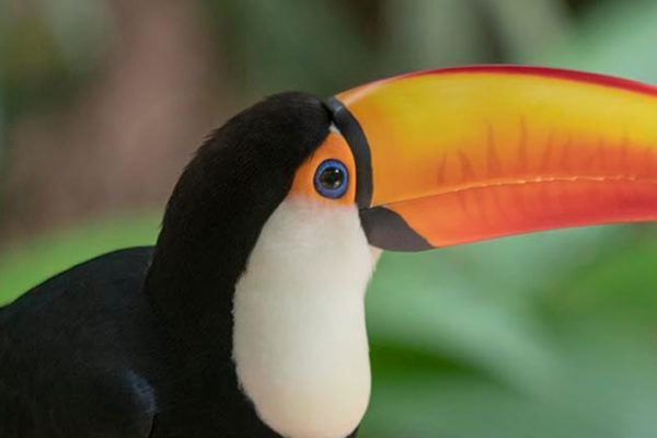 Vogelpark-parque-das-aves