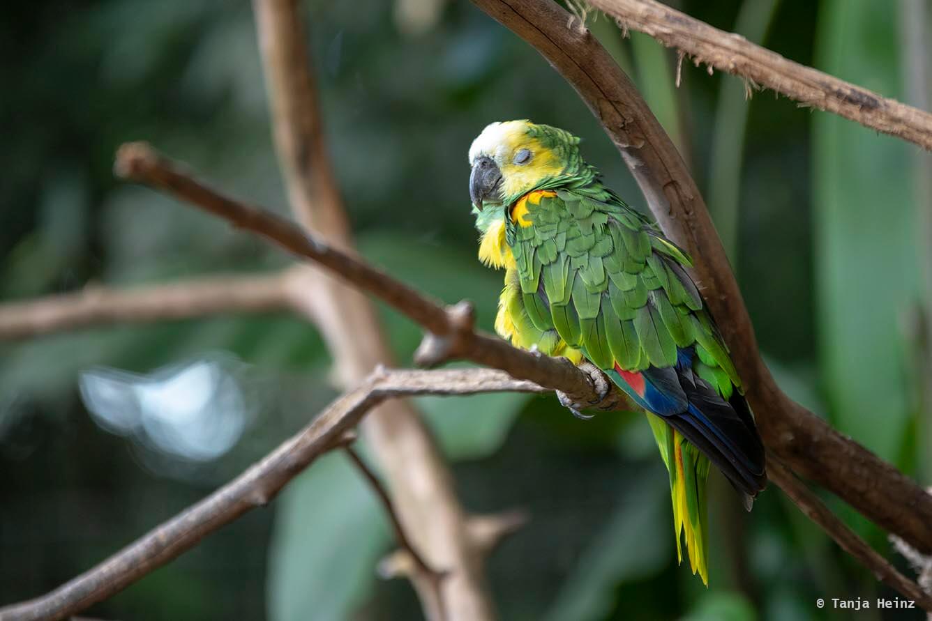 bird-park-parque-das-aves