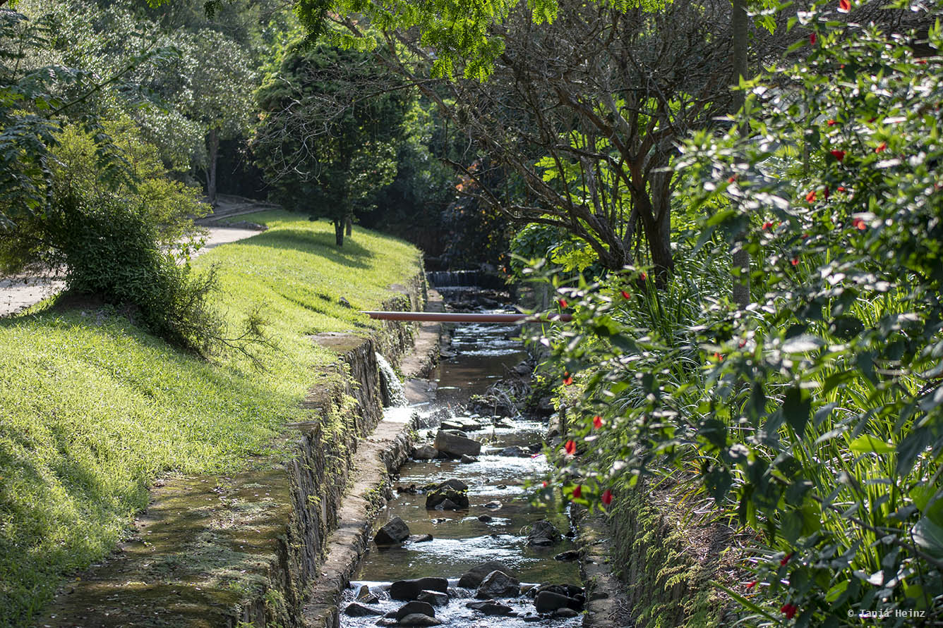 Wildlife in the Jardim Botânico in Rio de Janeiro
