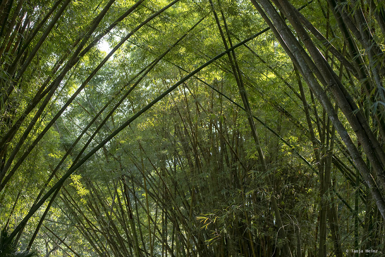 Jardim-Botânico-Rio-de-Janeiro