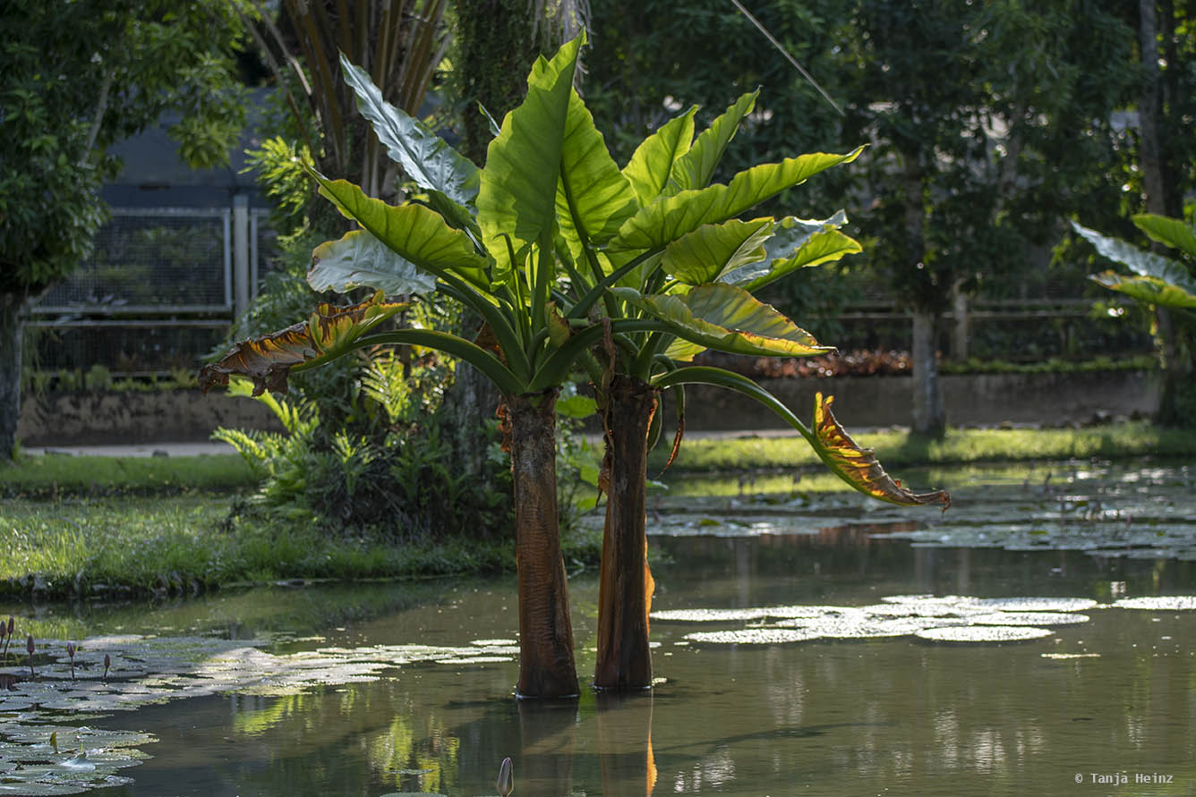 Jardim-Botânico-Rio-de-Janeiro