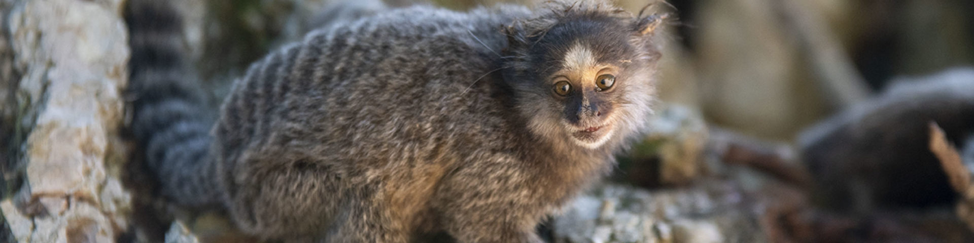 Jardim-Botânico-Rio-de-Janeiro