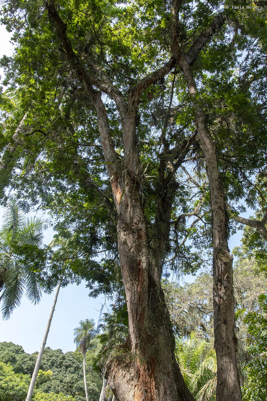 Jardim-Botânico-Rio-de-Janeiro