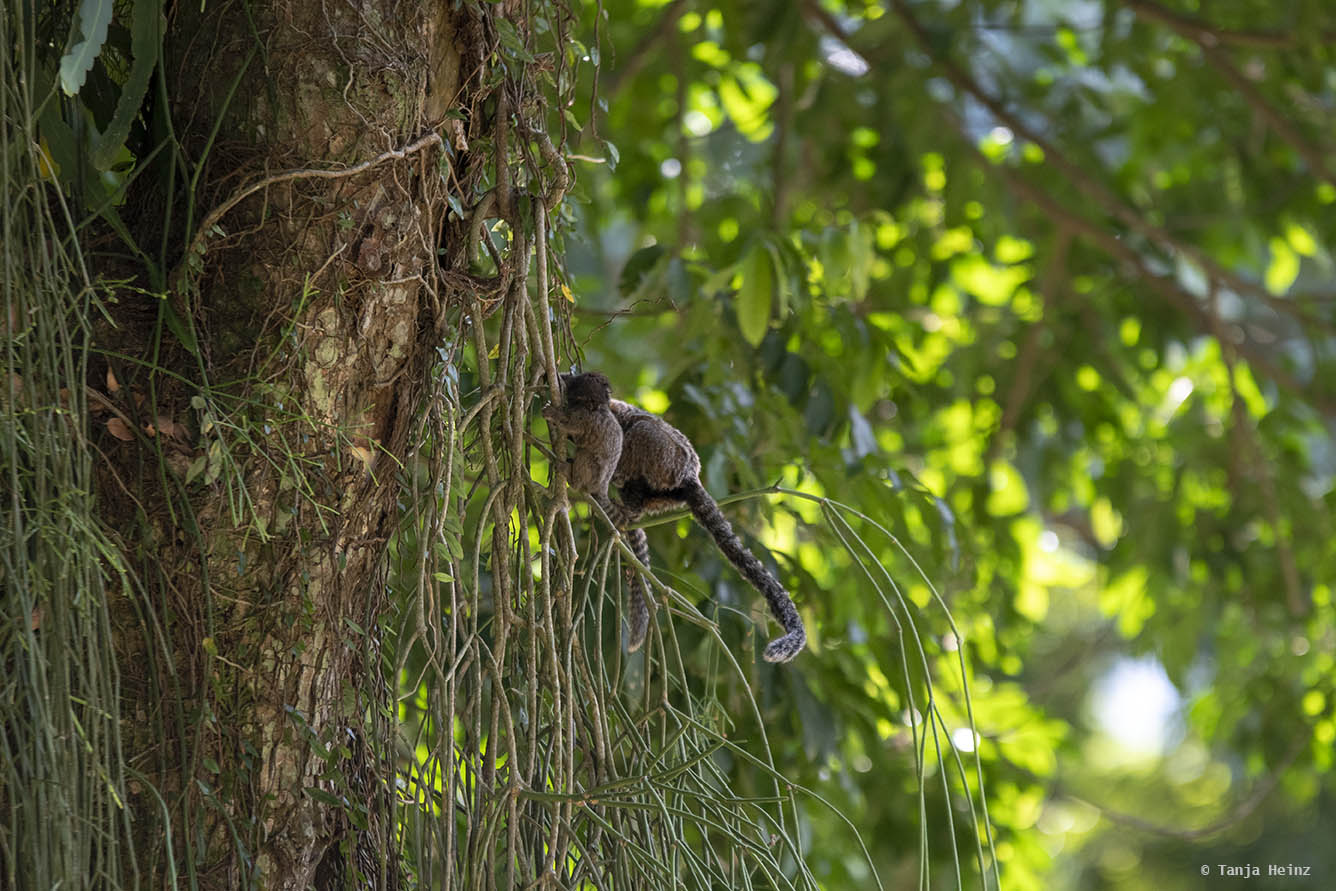 Jardim-Botânico-Rio-de-Janeiro