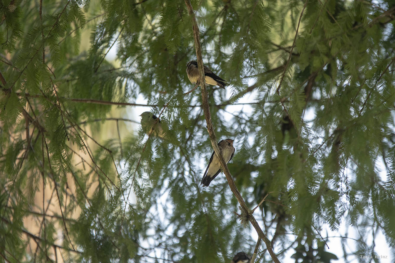 Jardim-Botânico-Rio-de-Janeiro
