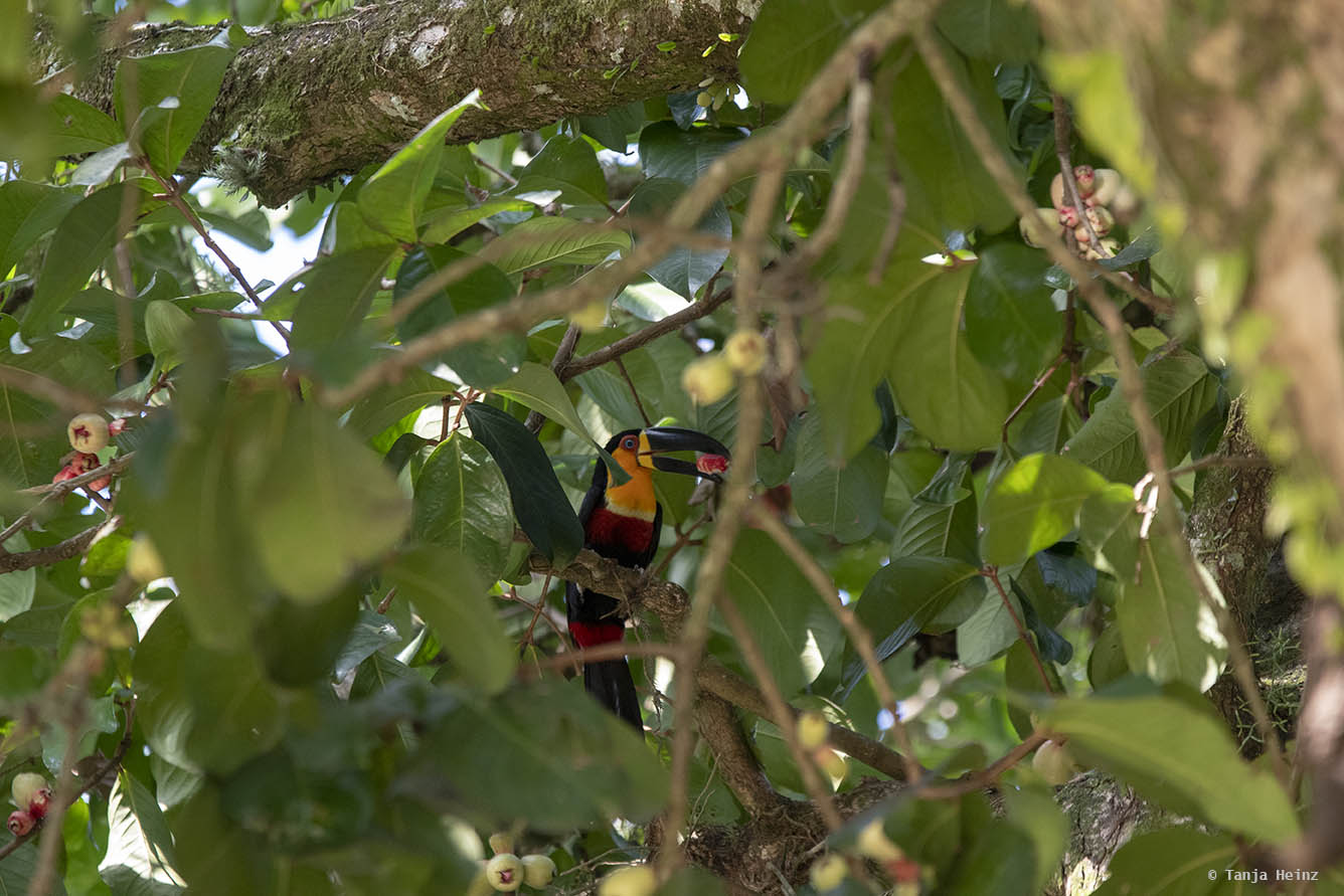 Jardim-Botânico-Rio-de-Janeiro