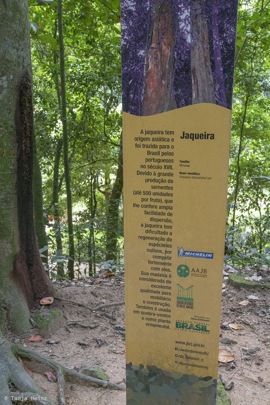 Jardim-Botânico-Rio-de-Janeiro