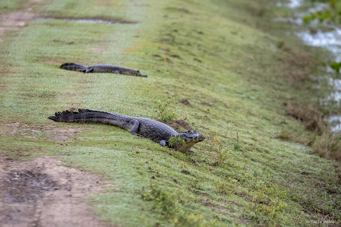 Pantanal-Brazil