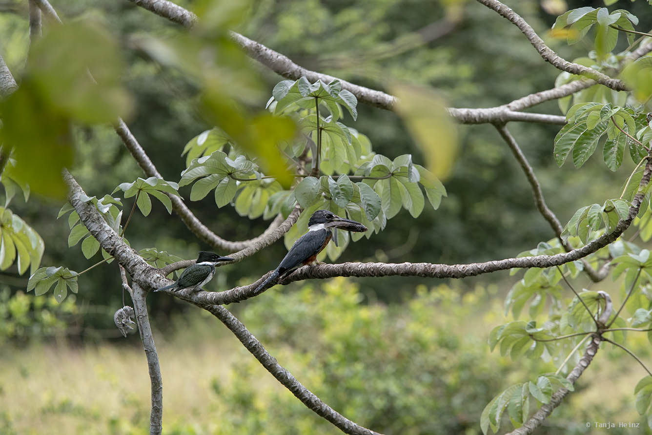 Pantanal-Brazil