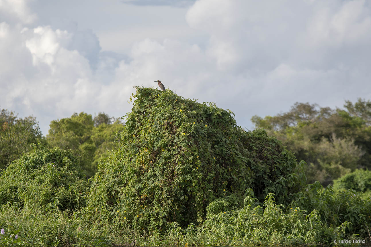 Pantanal-Brazil