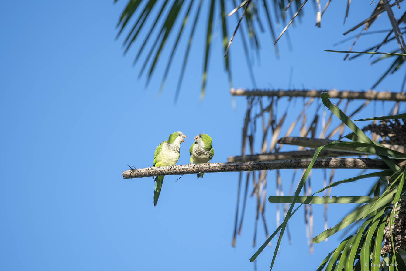 Pantanal-Brazil