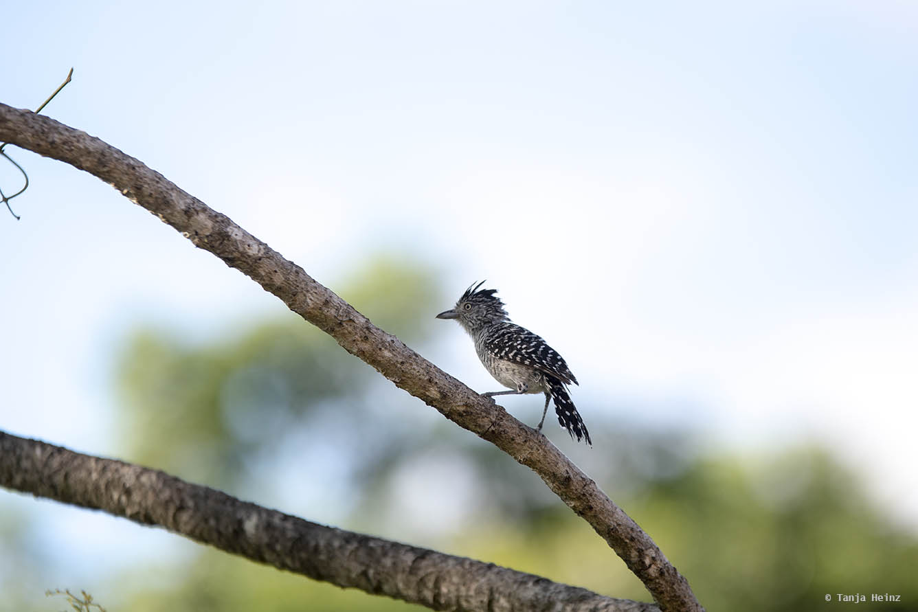Pantanal-Brazil