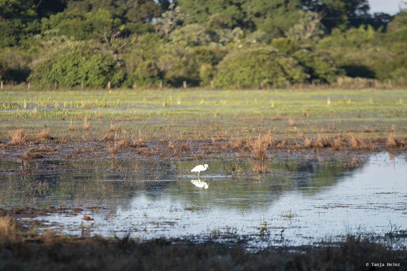 Pantanal-Brazil