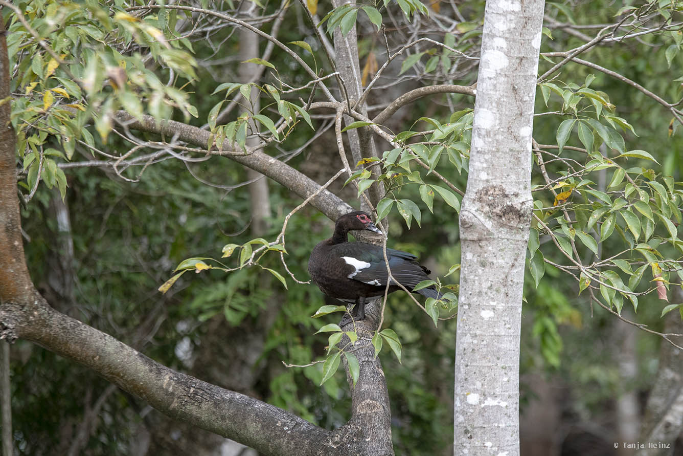 Pantanal-Brazil